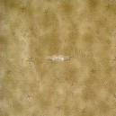 20963 Tela Patchwork